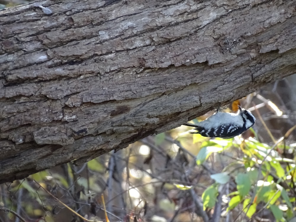 a bird on a tree branch