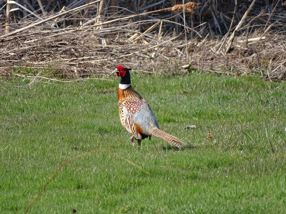 a bird standing in a grassy area