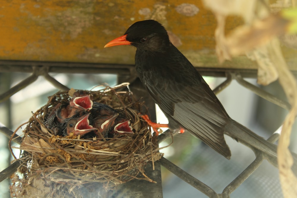 a bird eating food