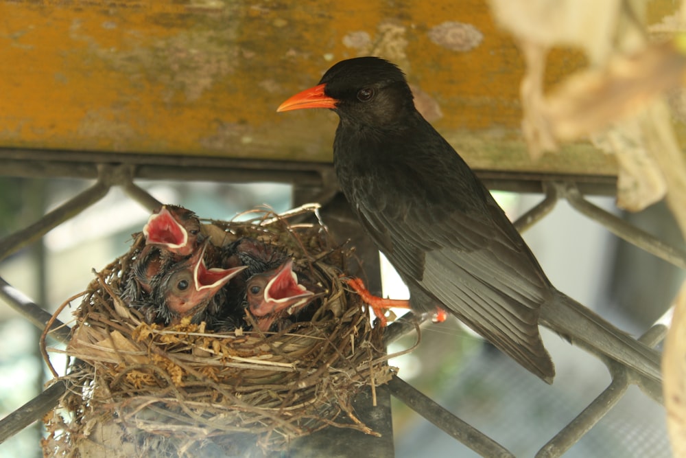 a bird with a baby bird in a nest