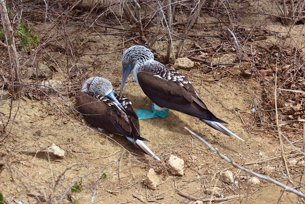 two birds on the ground