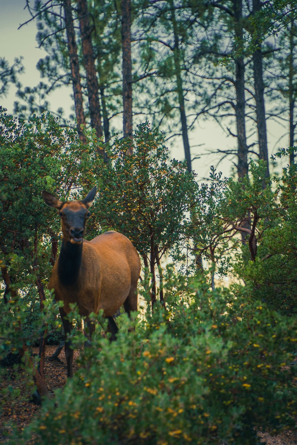 a deer in a forest