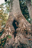 a tree with a hole in it