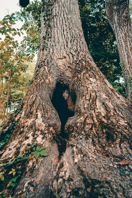 a tree with a hole in it