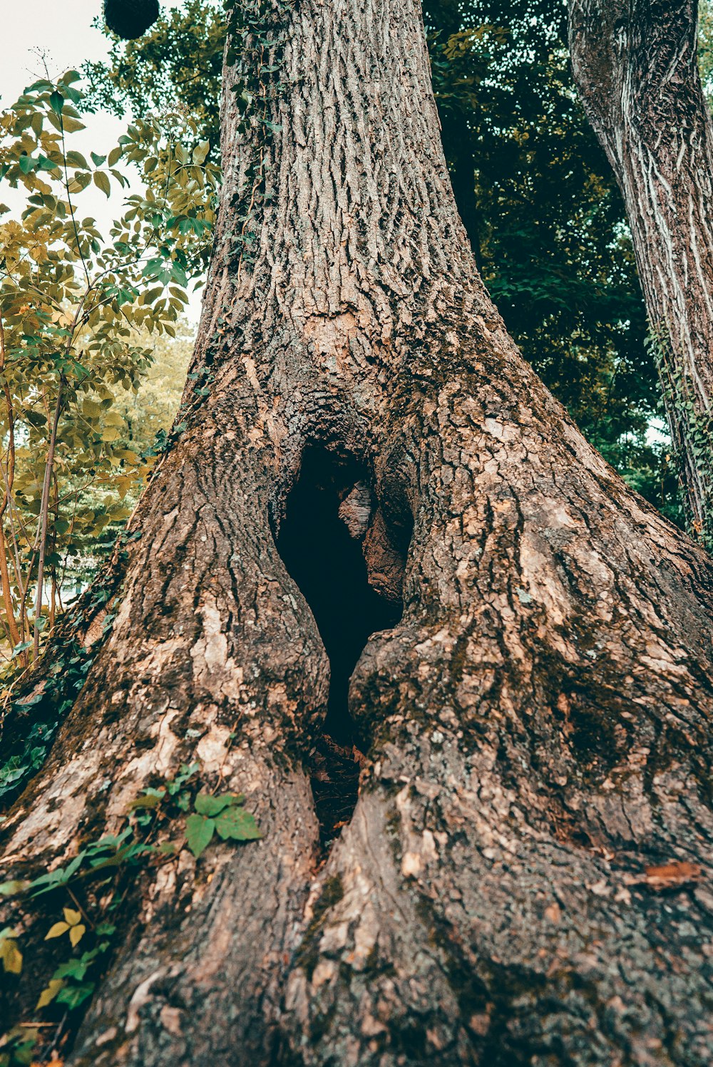 a tree with a hole in it