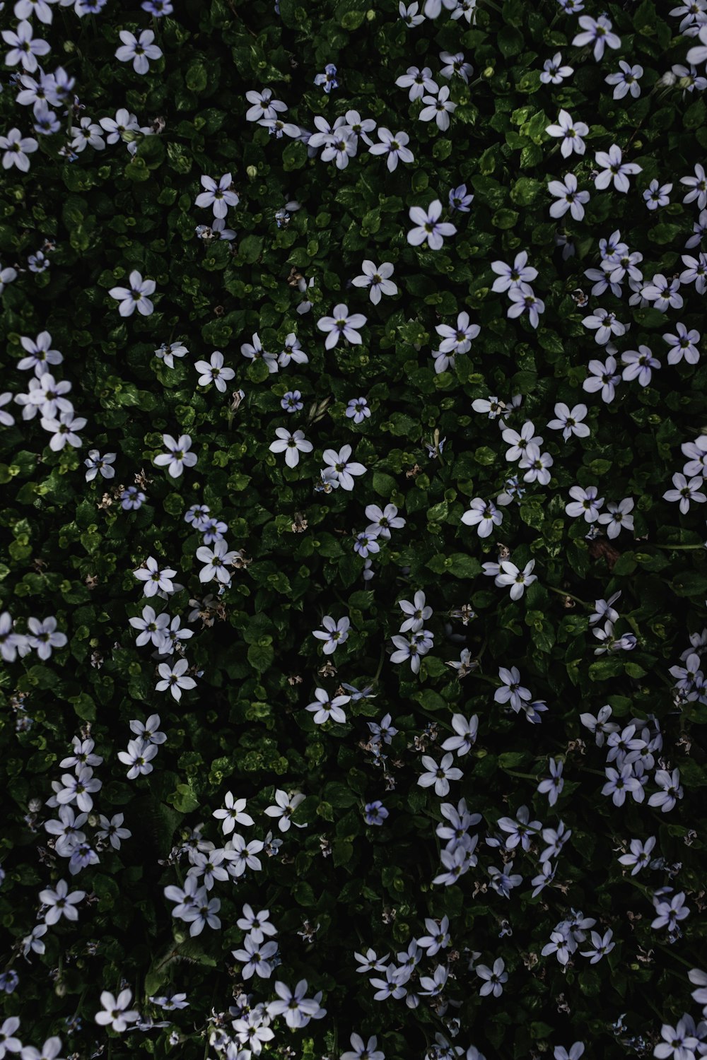 Un campo de flores blancas