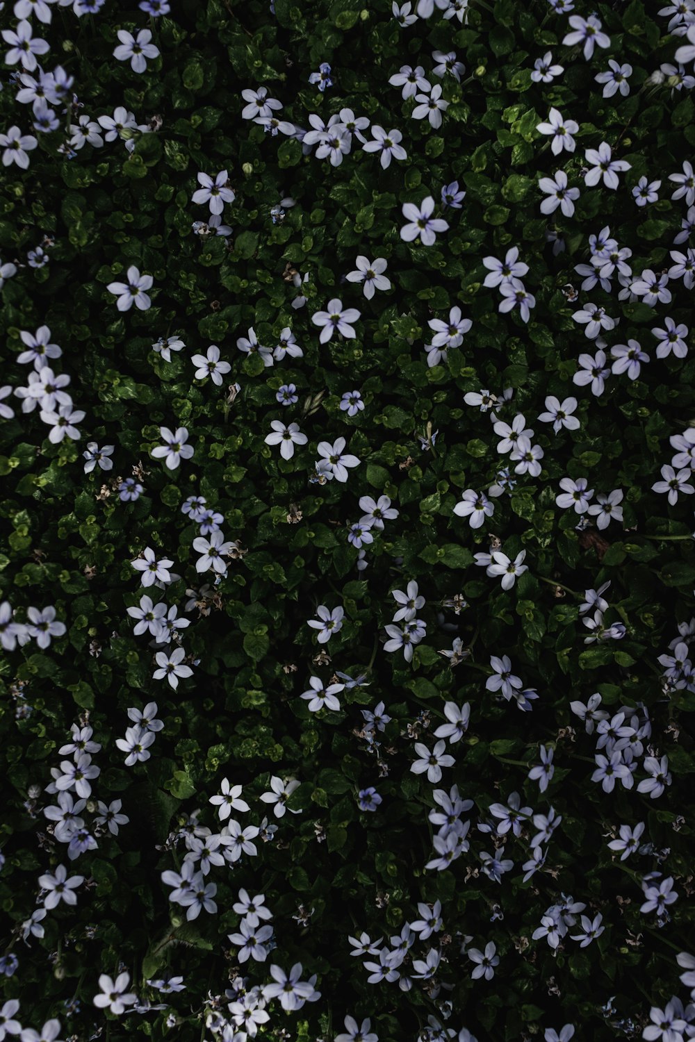a field of white flowers