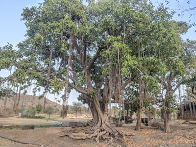 An energetic SHG member explaining a business plan to fellow villagers under a large banyan tree.