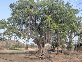 A large banyan tree with expansive branches and numerous hanging aerial roots extends over a dry, earthy landscape. Its lush green foliage contrasts the arid ground and the distant brown hills. Nearby, a small animal shelter with a few buffaloes underneath the tree can be seen.