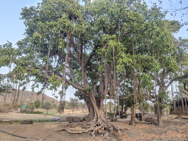 A large banyan tree with expansive branches and numerous hanging aerial roots extends over a dry, earthy landscape. Its lush green foliage contrasts the arid ground and the distant brown hills. Nearby, a small animal shelter with a few buffaloes underneath the tree can be seen.