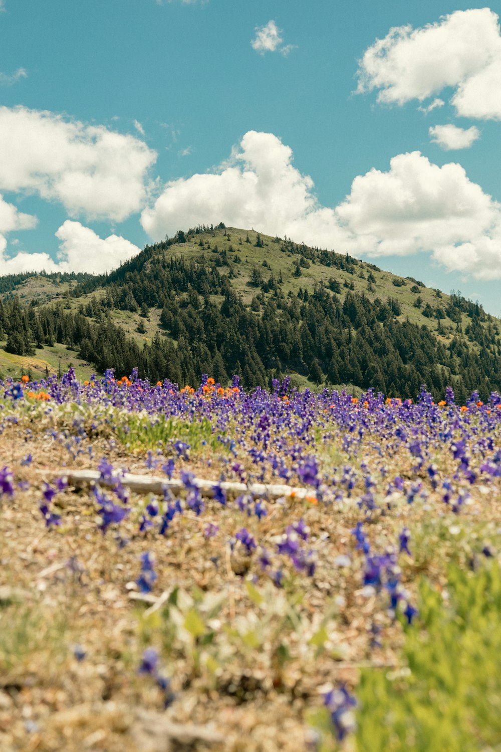 a field of flowers with a hill in the background