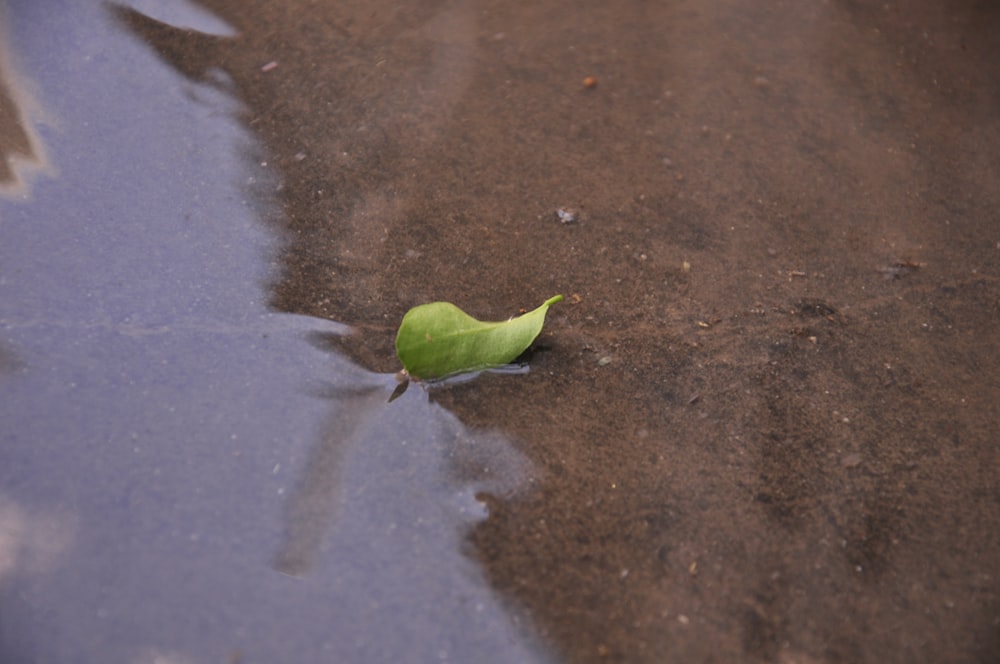 a green bird on the ground