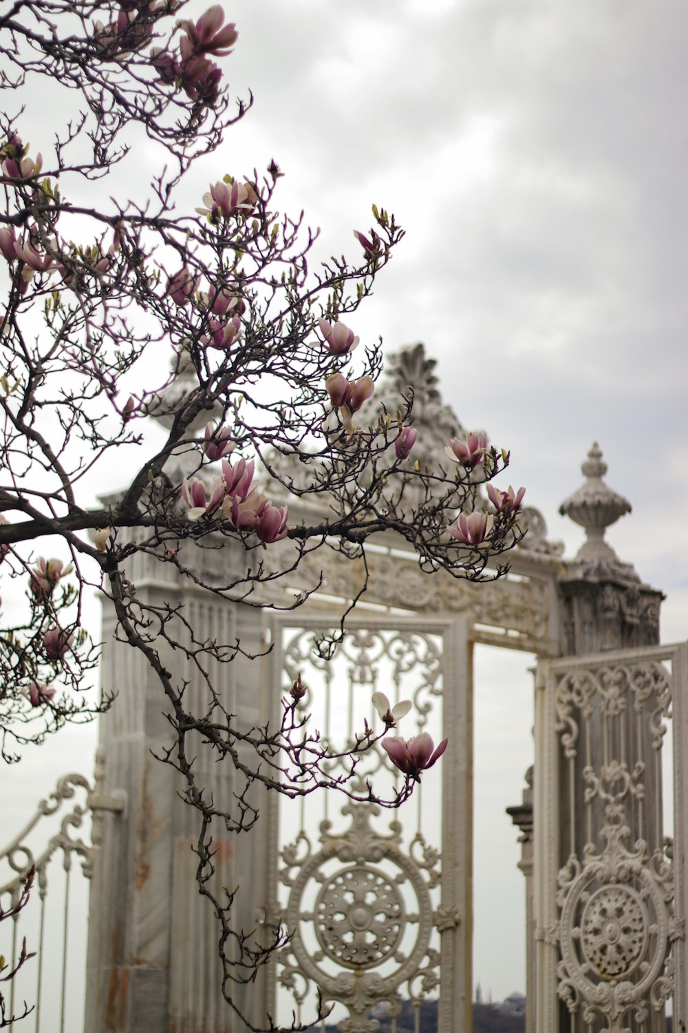 a tree with pink flowers