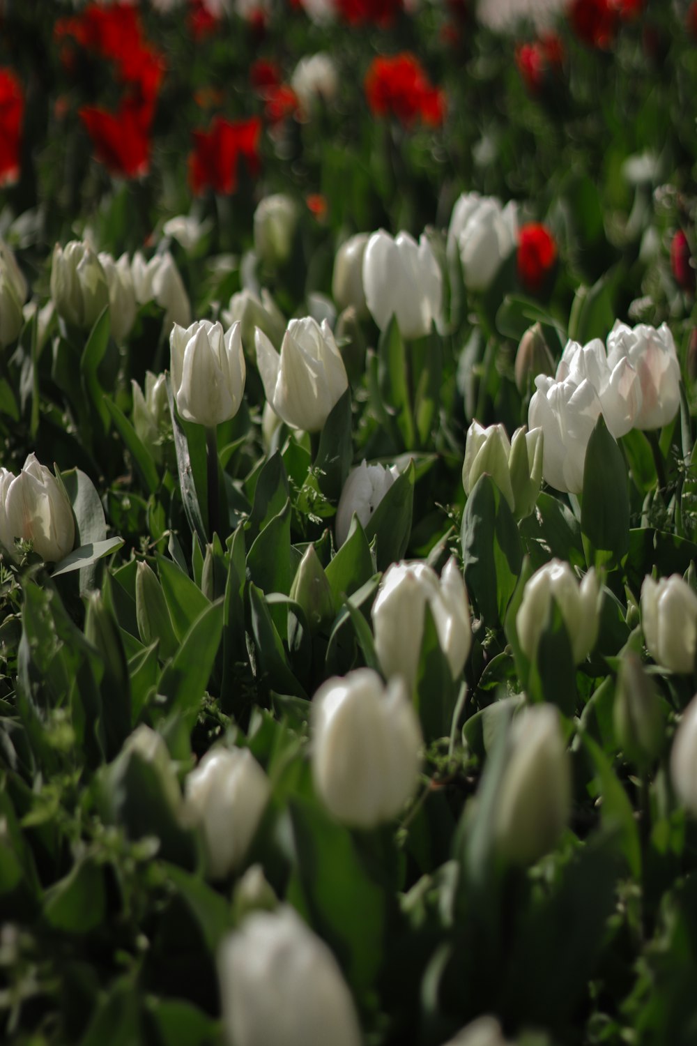 a field of white flowers