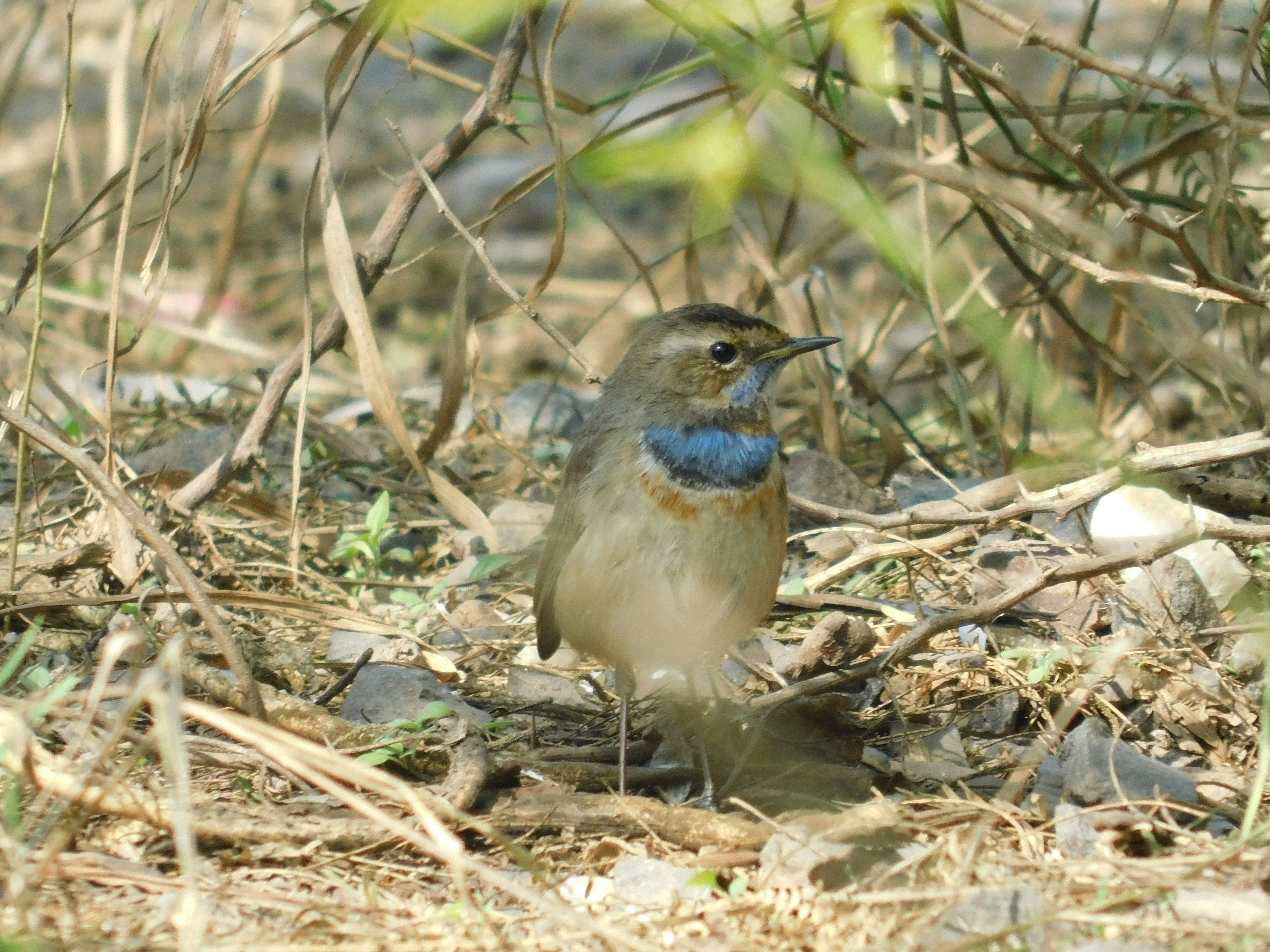 a small bird sits in the grass