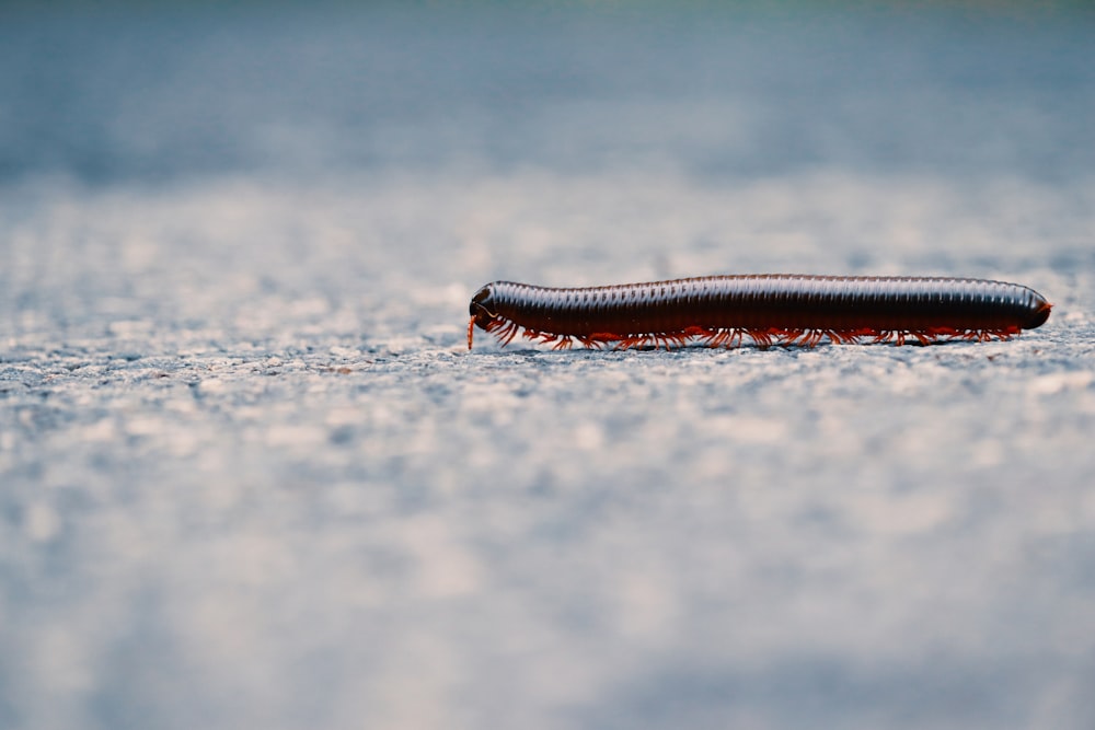 a long thin black snake