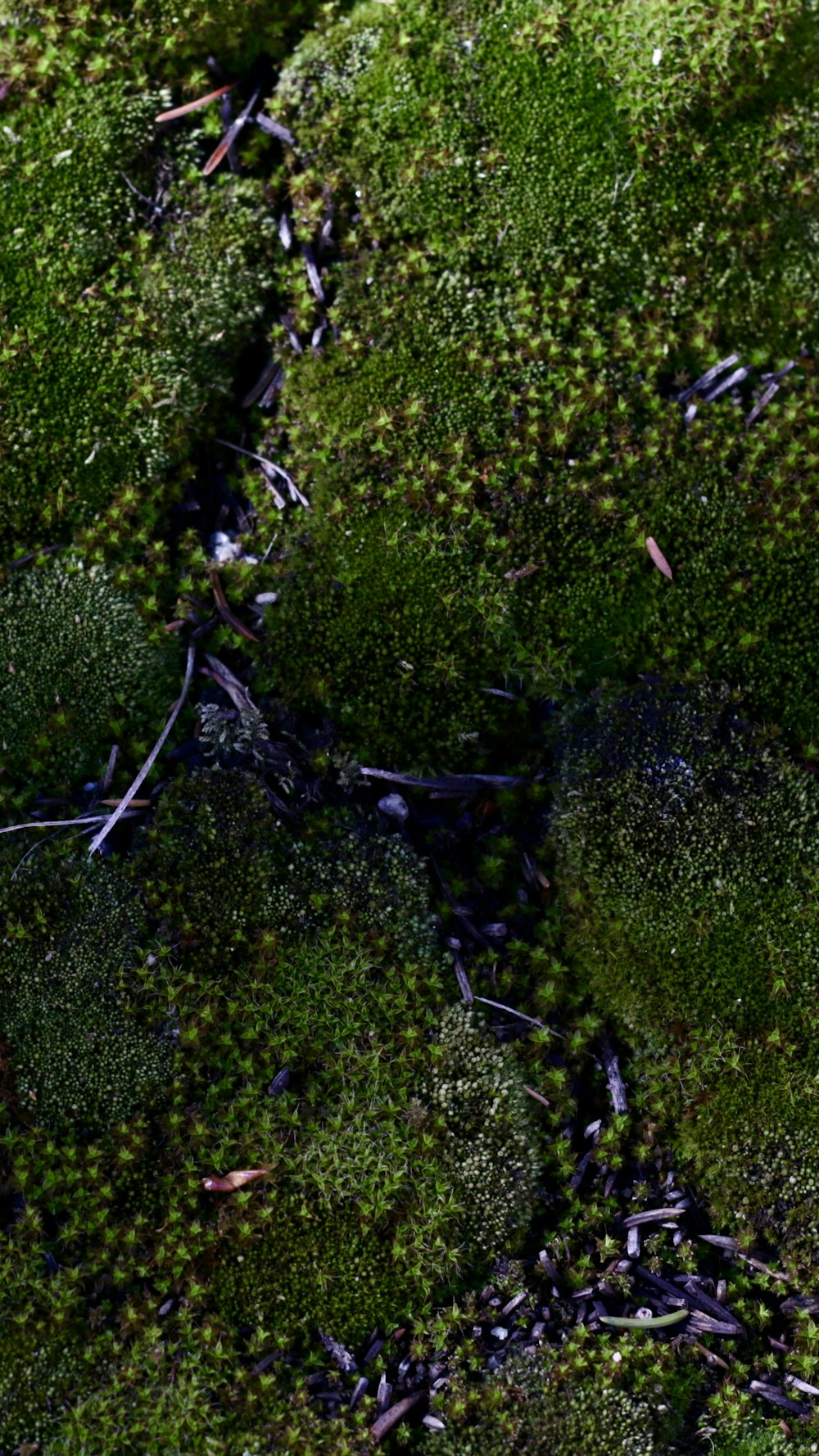 a close-up of some moss