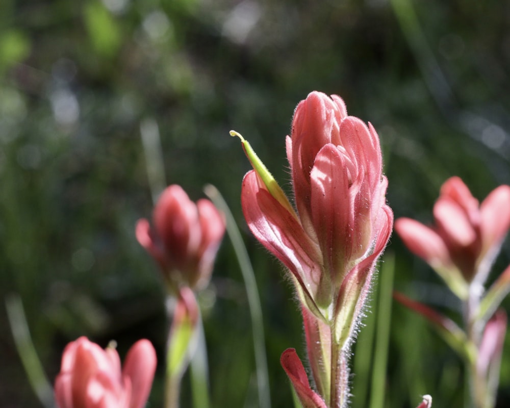 a close up of a flower