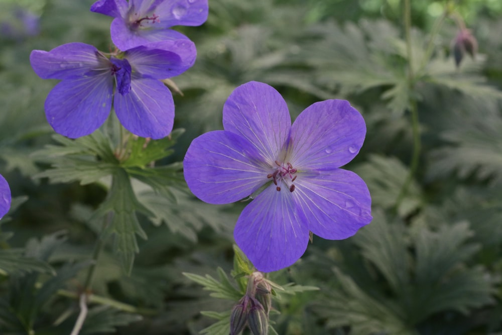 a close up of purple flowers