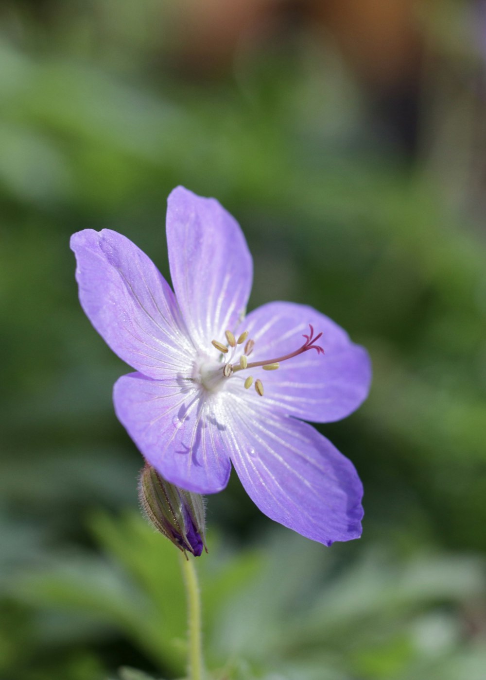 a close up of a purple flower