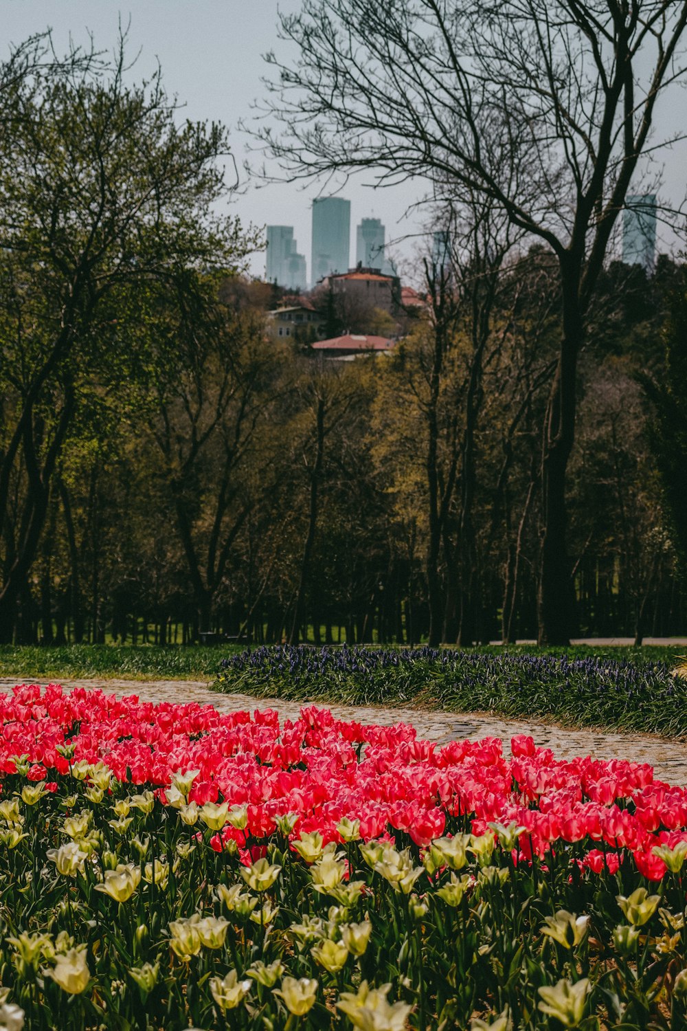 a garden with flowers and trees