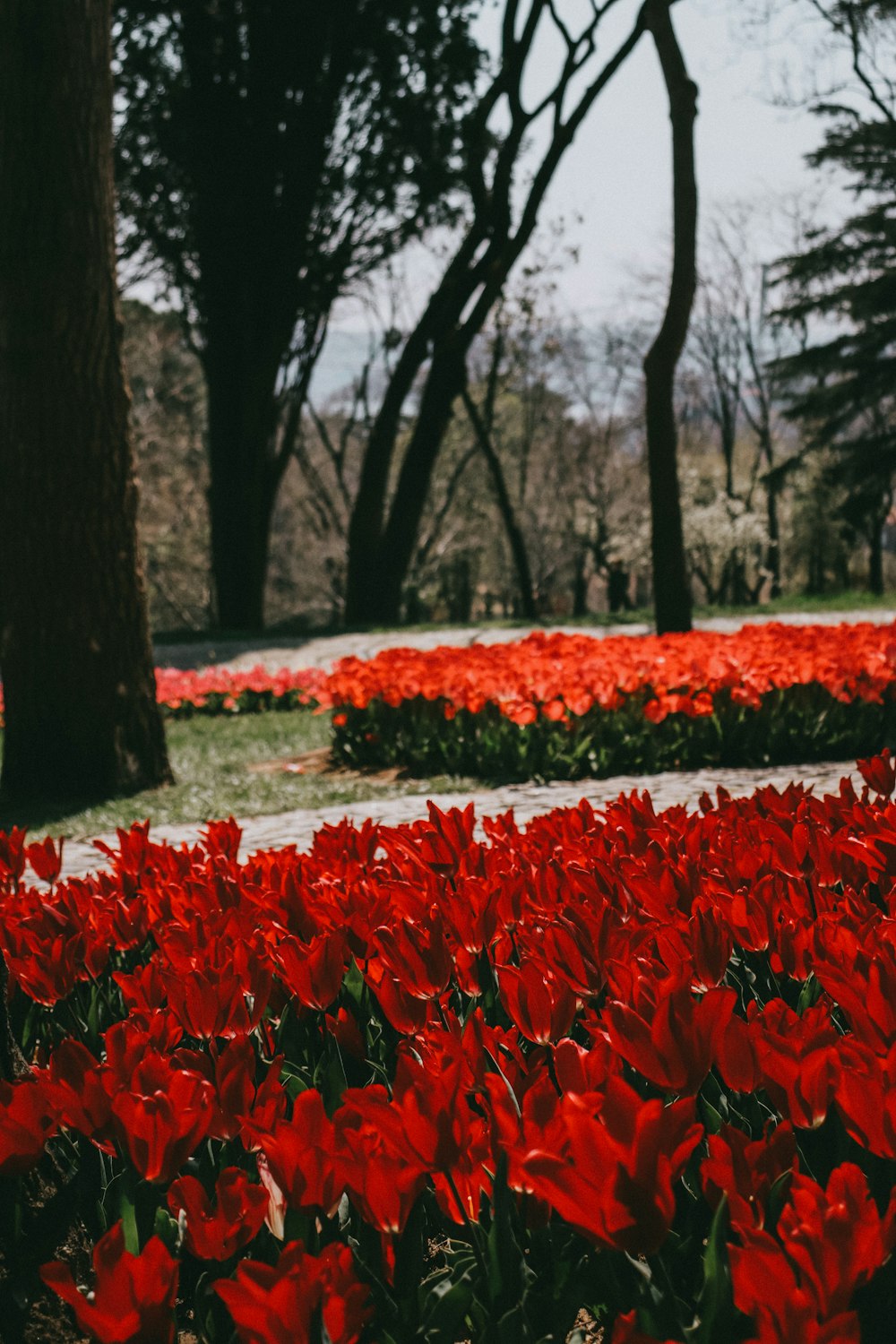 a field of red flowers