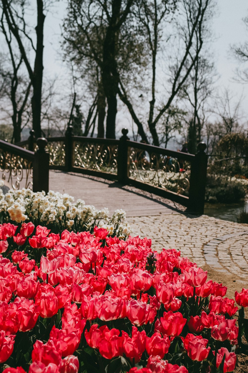 a garden with flowers