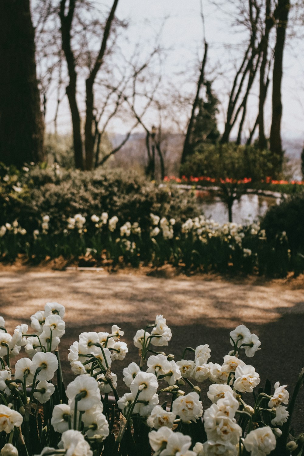 a field of white flowers