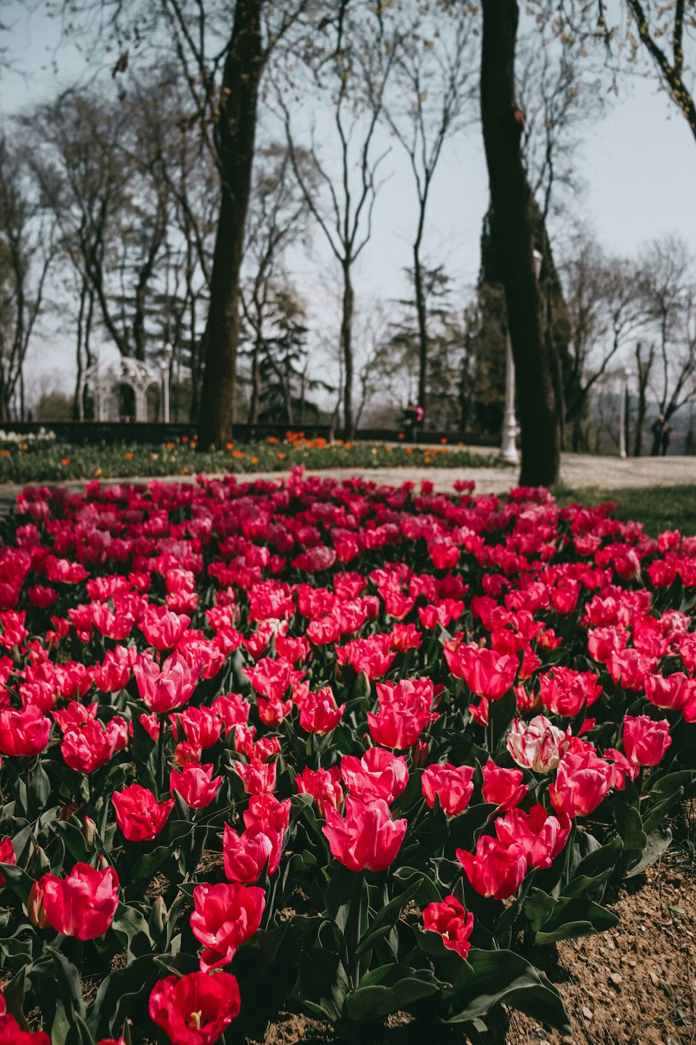 a field of flowers