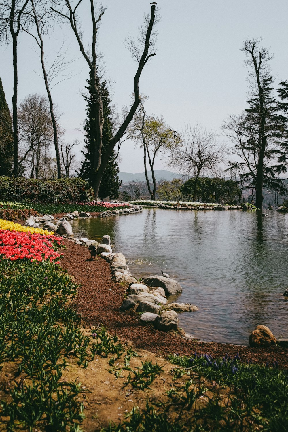 a pond with flowers and trees around it