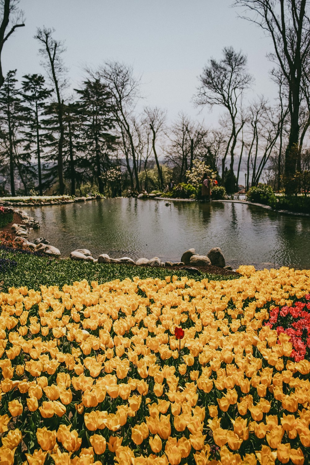 a pond with yellow flowers