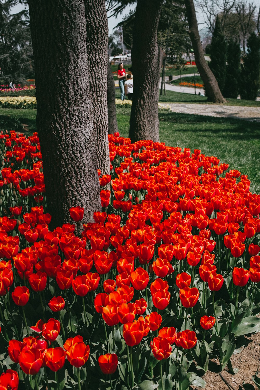 a field of red flowers