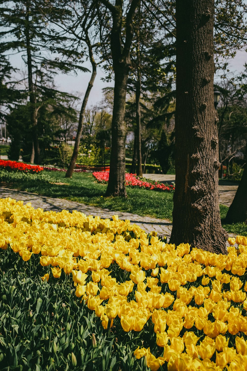 a field of yellow flowers