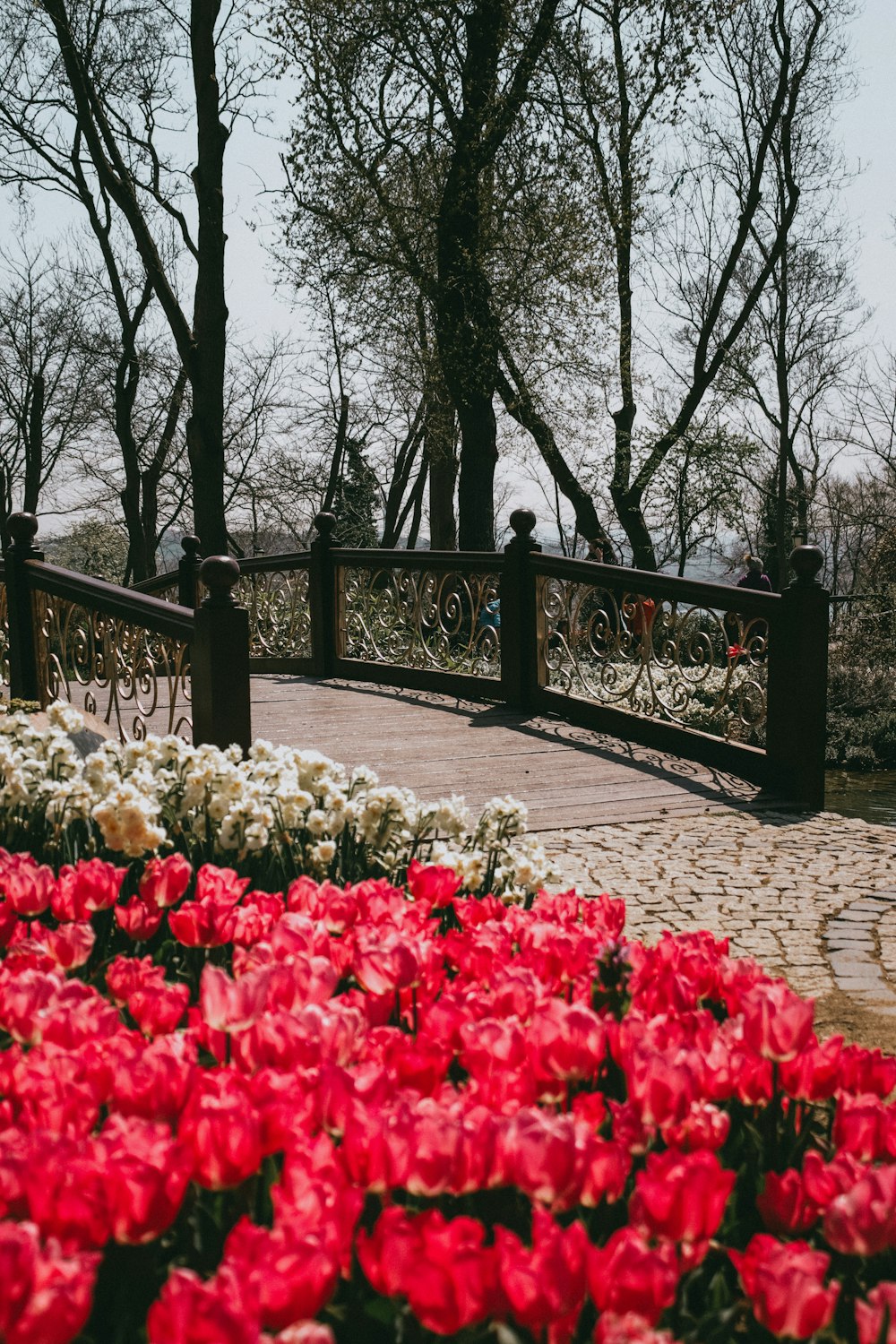 a garden with flowers