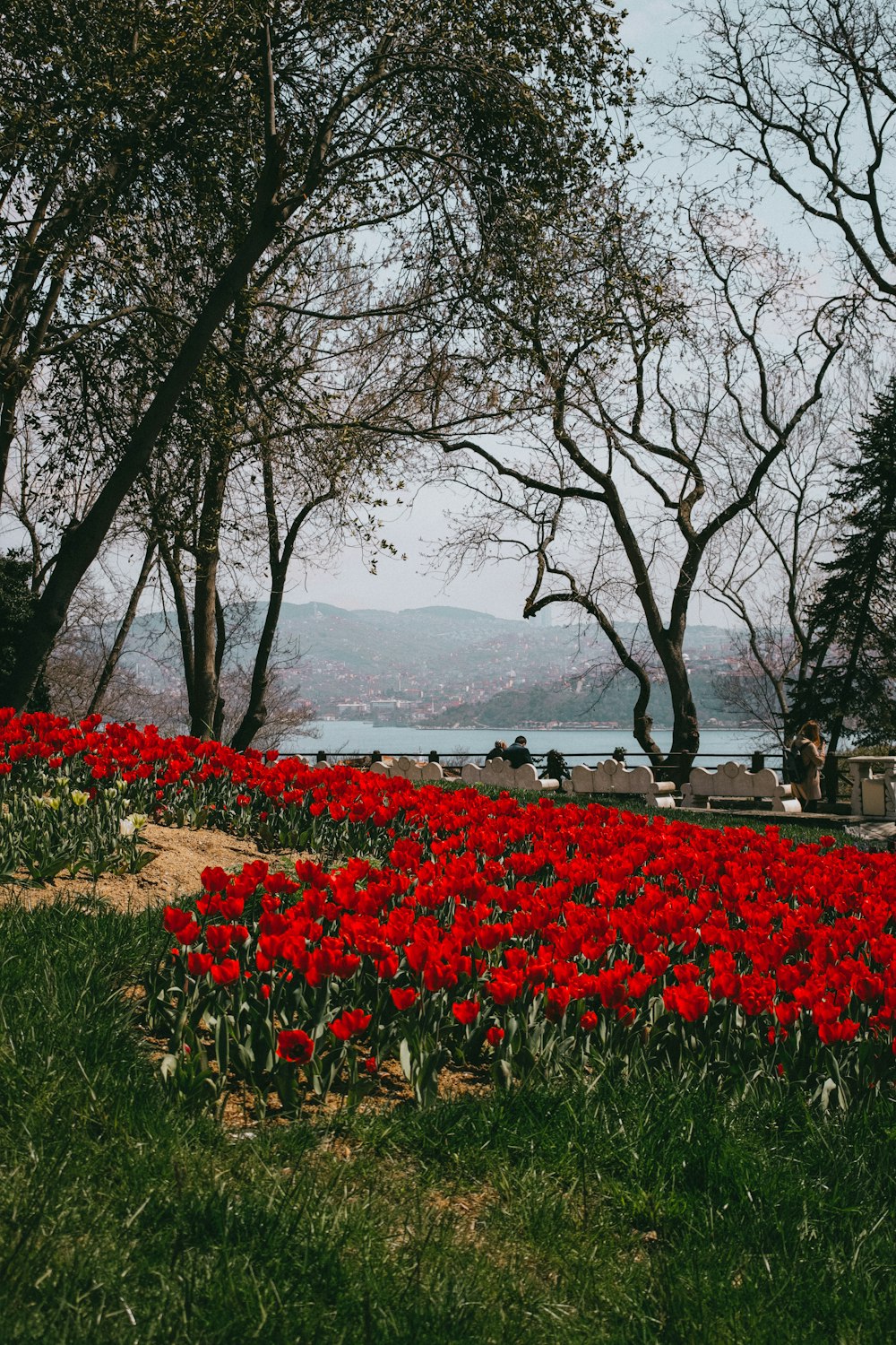 a field of flowers with a body of water in the background