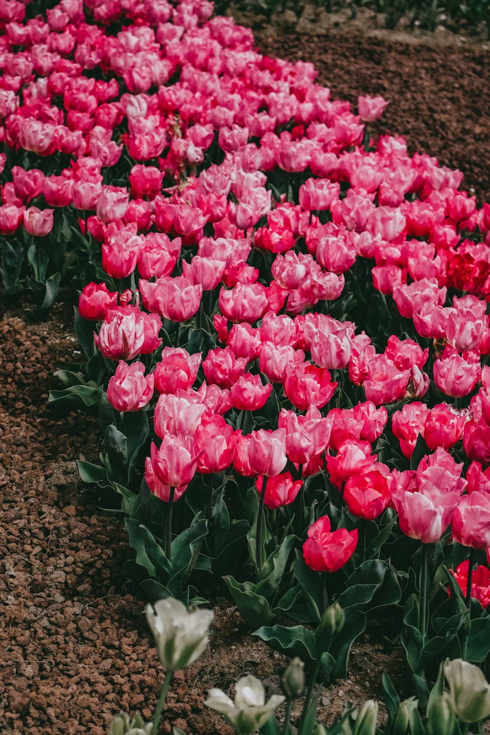 a large group of pink flowers