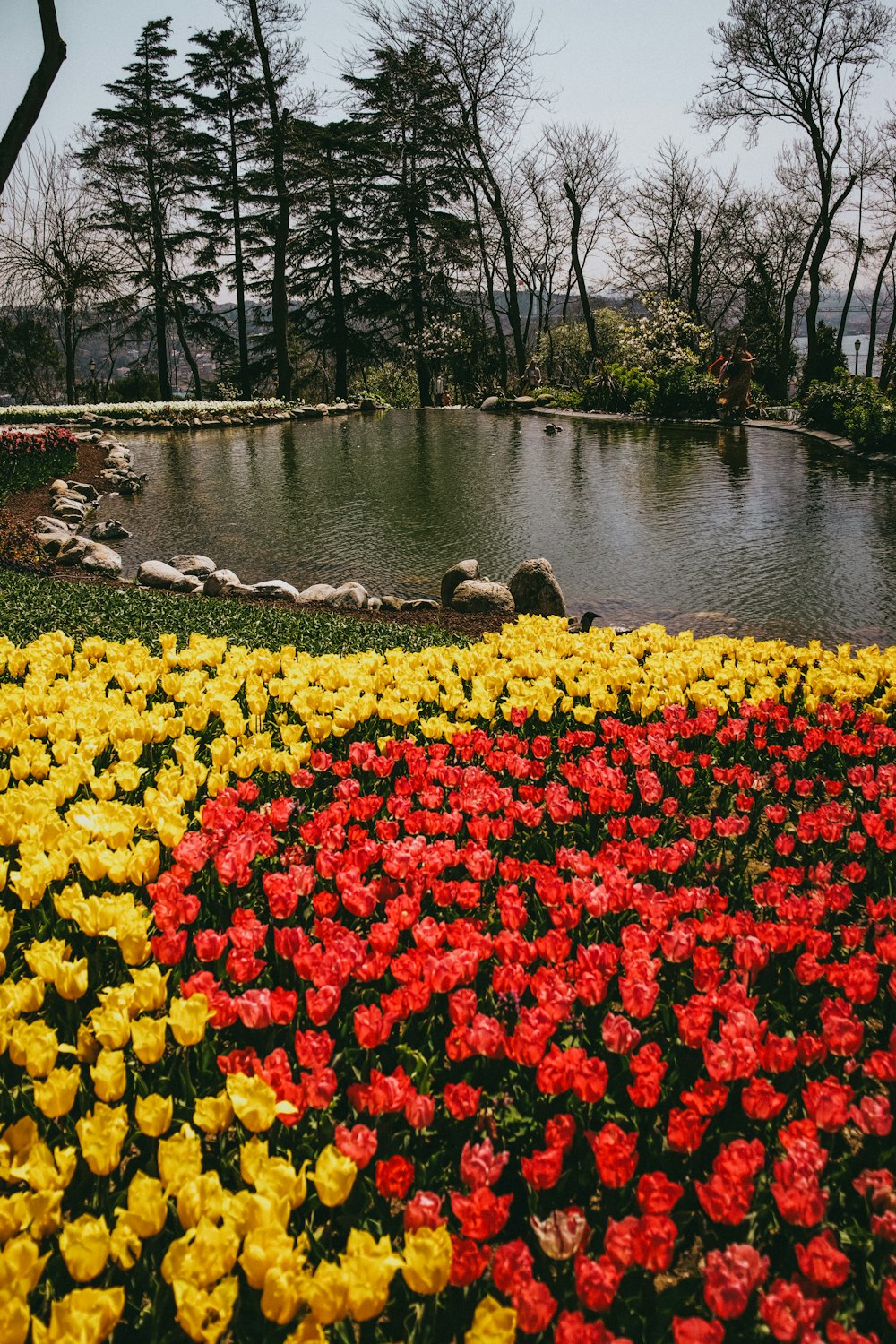 a pond with flowers and trees around it