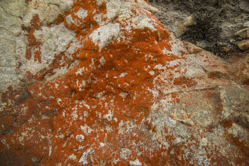 a close-up of a rock