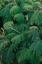 A dense cluster of vibrant green fern-like leaves, featuring intricate patterns and textures. The leaves are pinnately compound with a central stem and symmetrical leaflets.