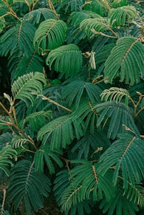 A dense cluster of vibrant green fern-like leaves, featuring intricate patterns and textures. The leaves are pinnately compound with a central stem and symmetrical leaflets.