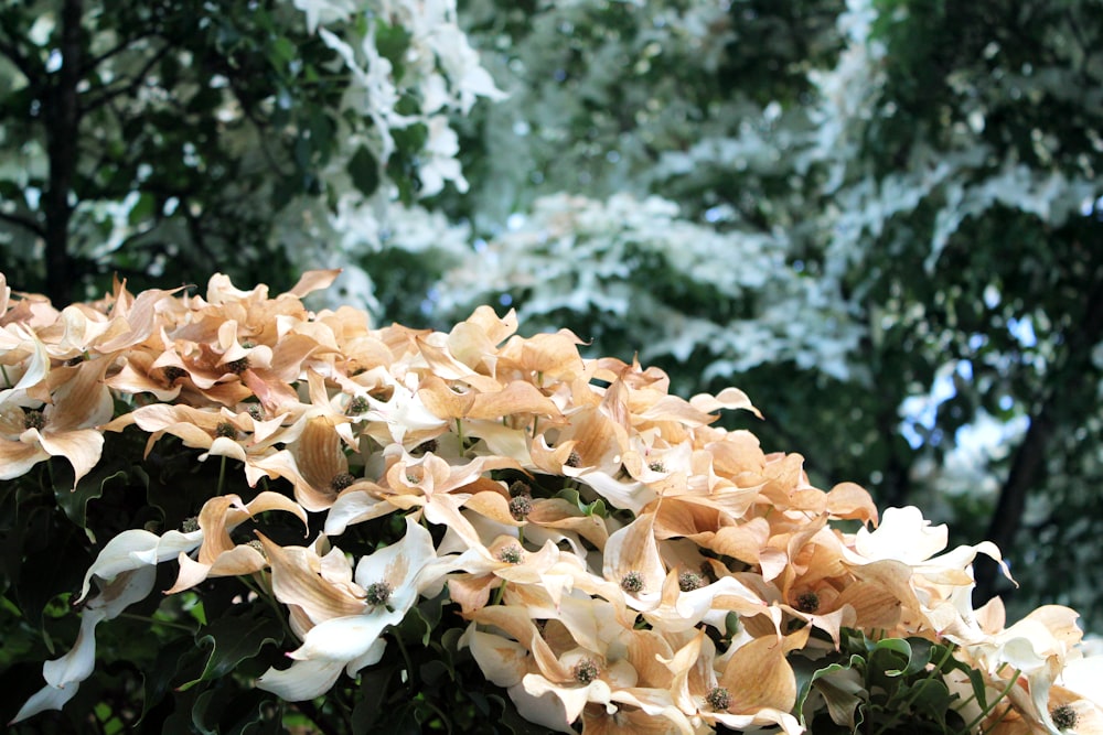 a close up of white flowers