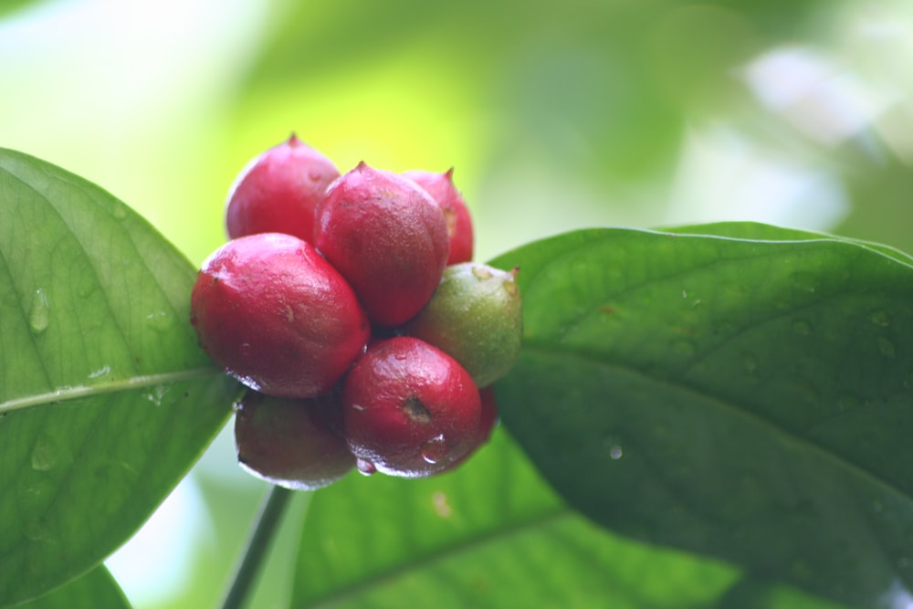 a close up of some fruit