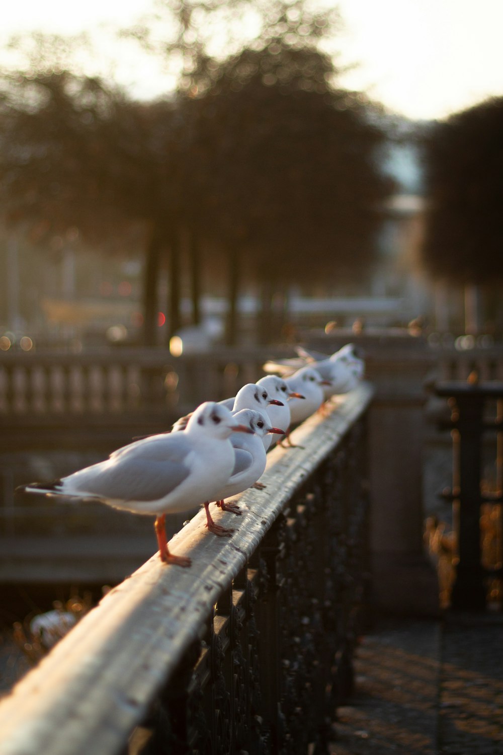a group of birds on a railing