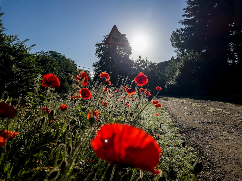 a field of flowers with a building in the background