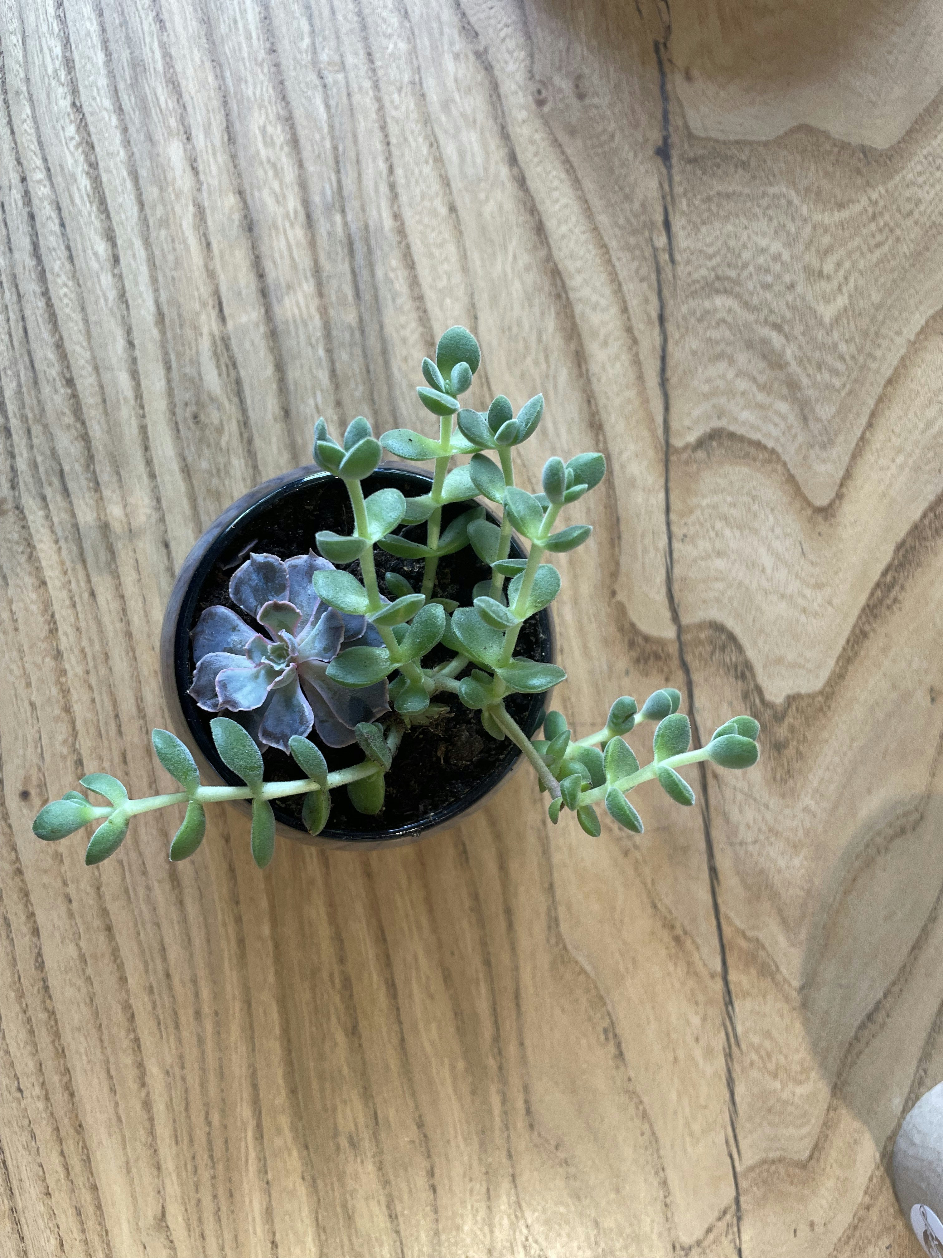 Cute tiny cactus - Baby Toes Succulent in a miniature garden