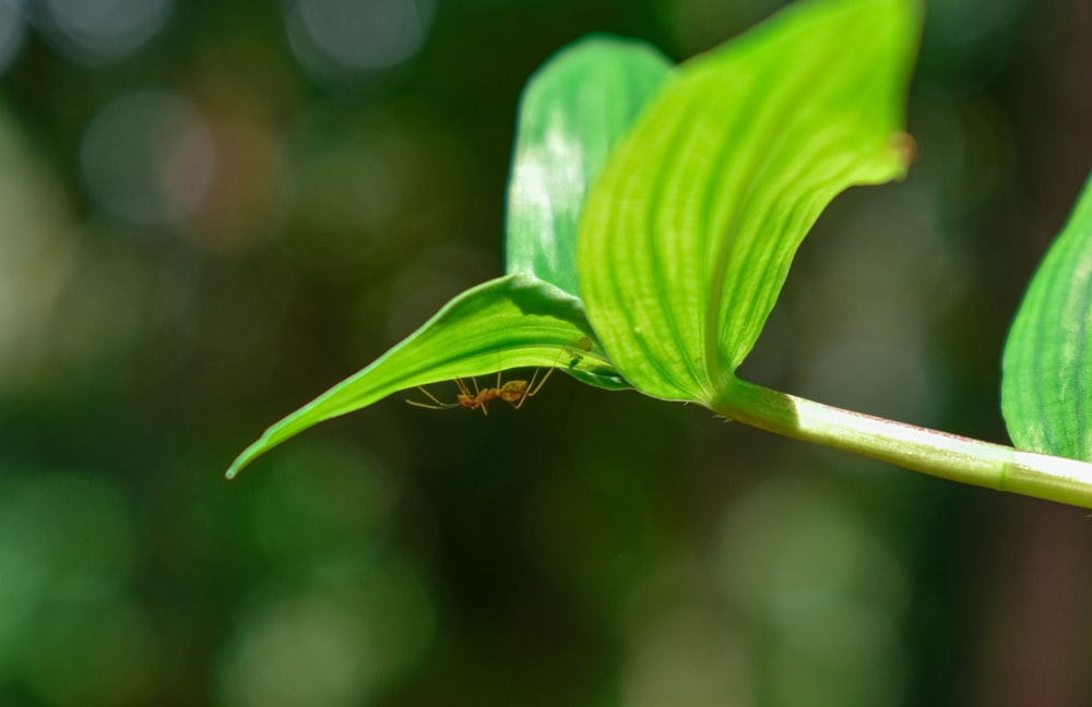 a spider on a leaf