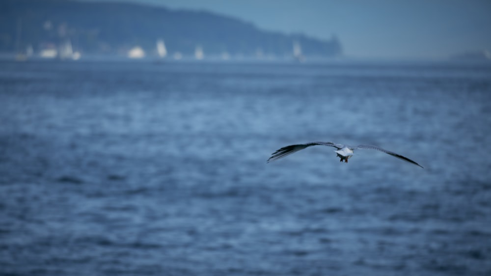 a bird flying over water