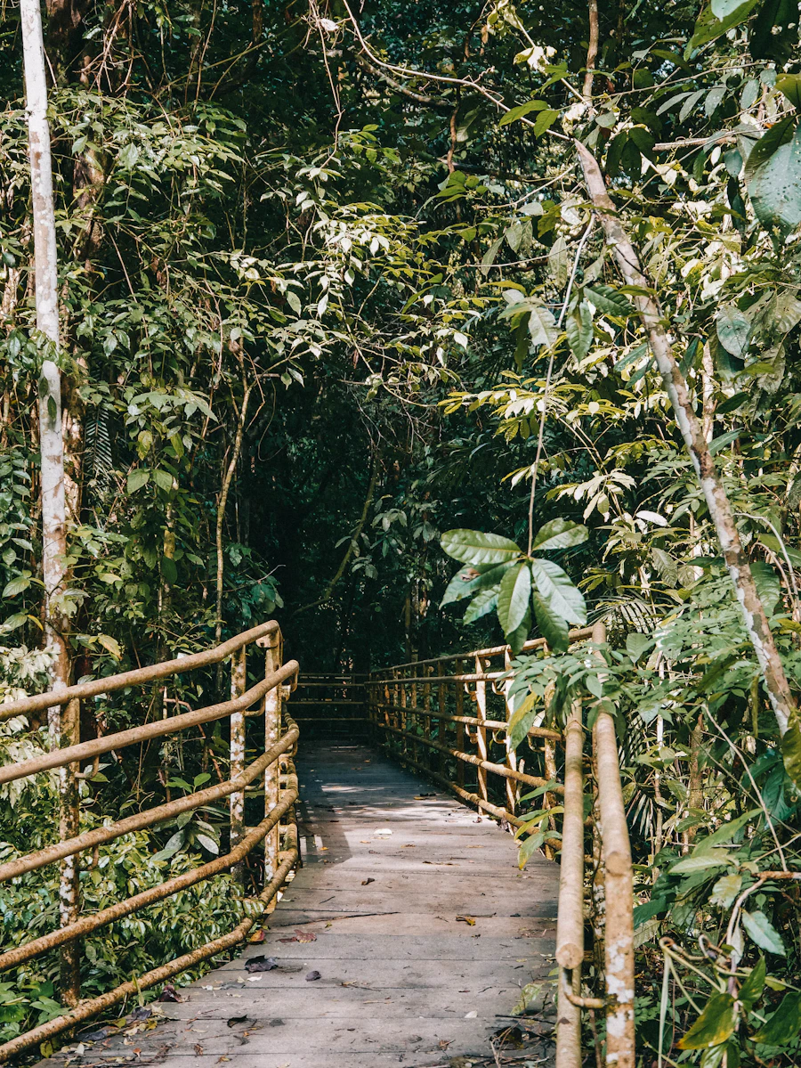 Boardwalk trail through rainforest