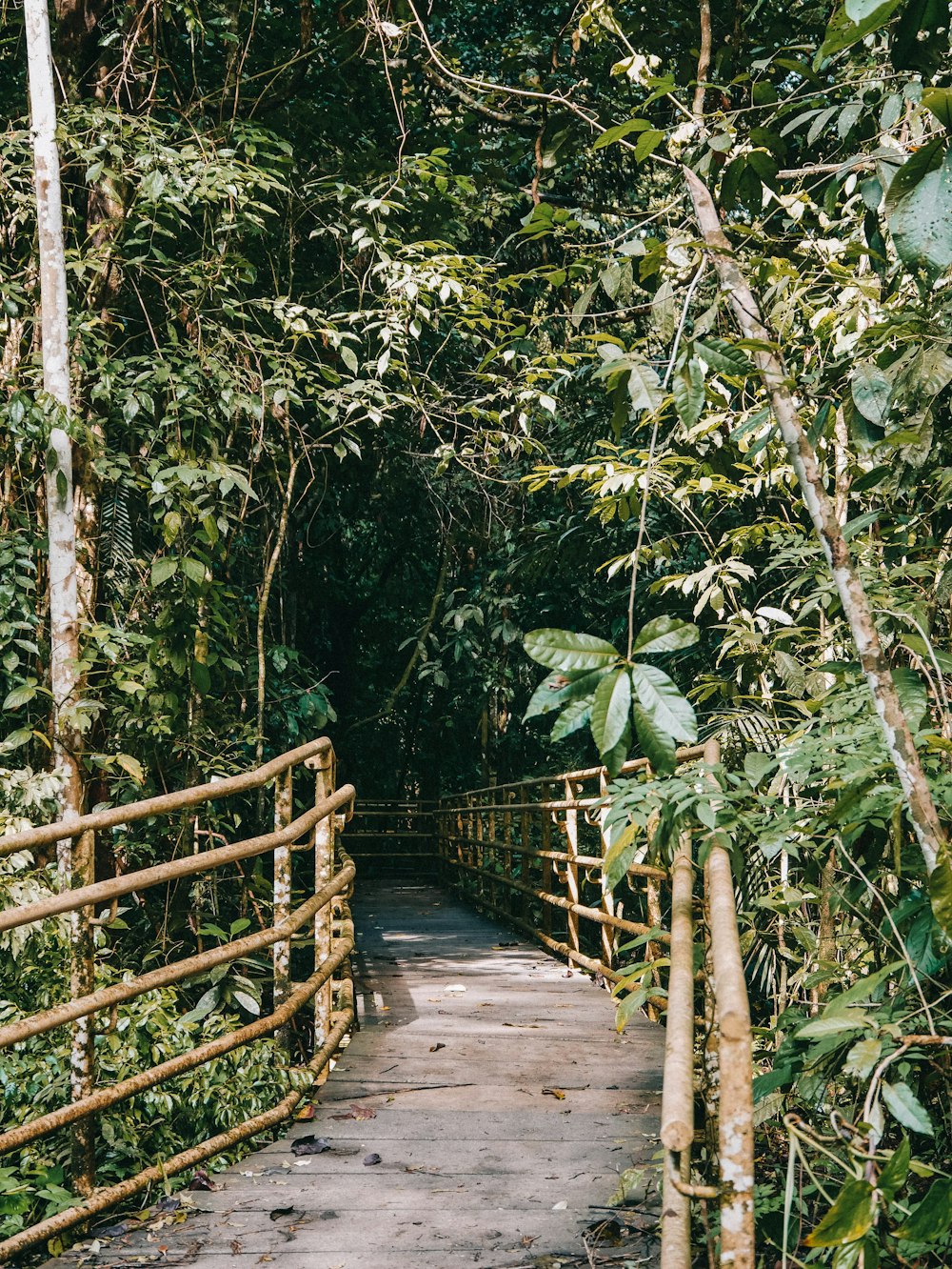 a wooden bridge in a forest