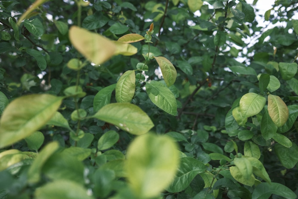 a close up of a plant